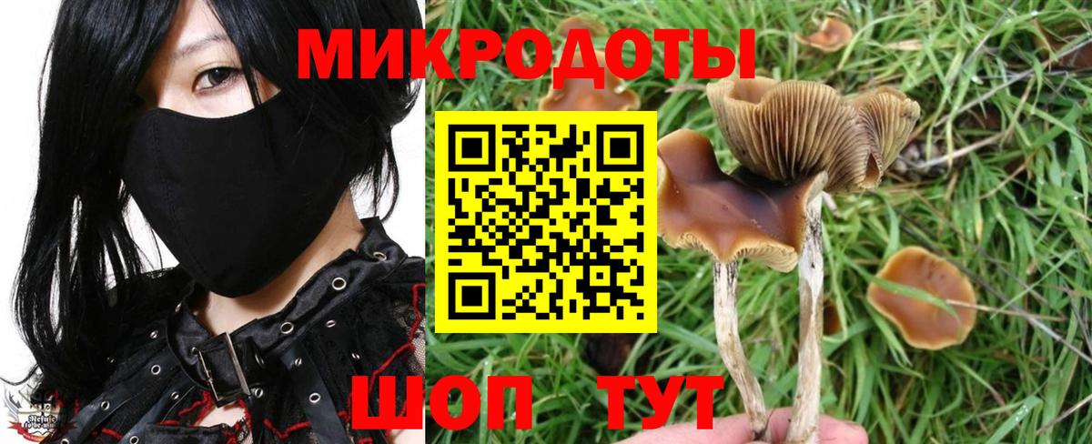 Псилоцибиновые грибы Psilocybe Балтийск